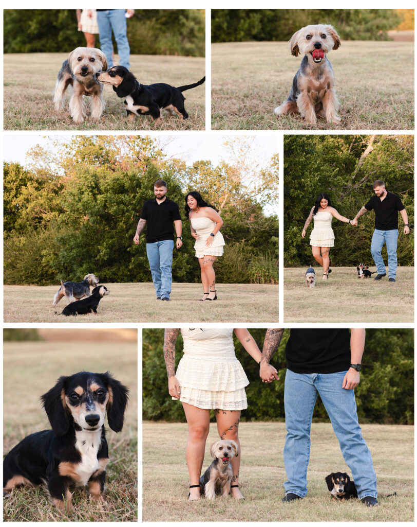 Young couple photography session with their puppies. Outdoors at golden hour. Dallas, Texas 